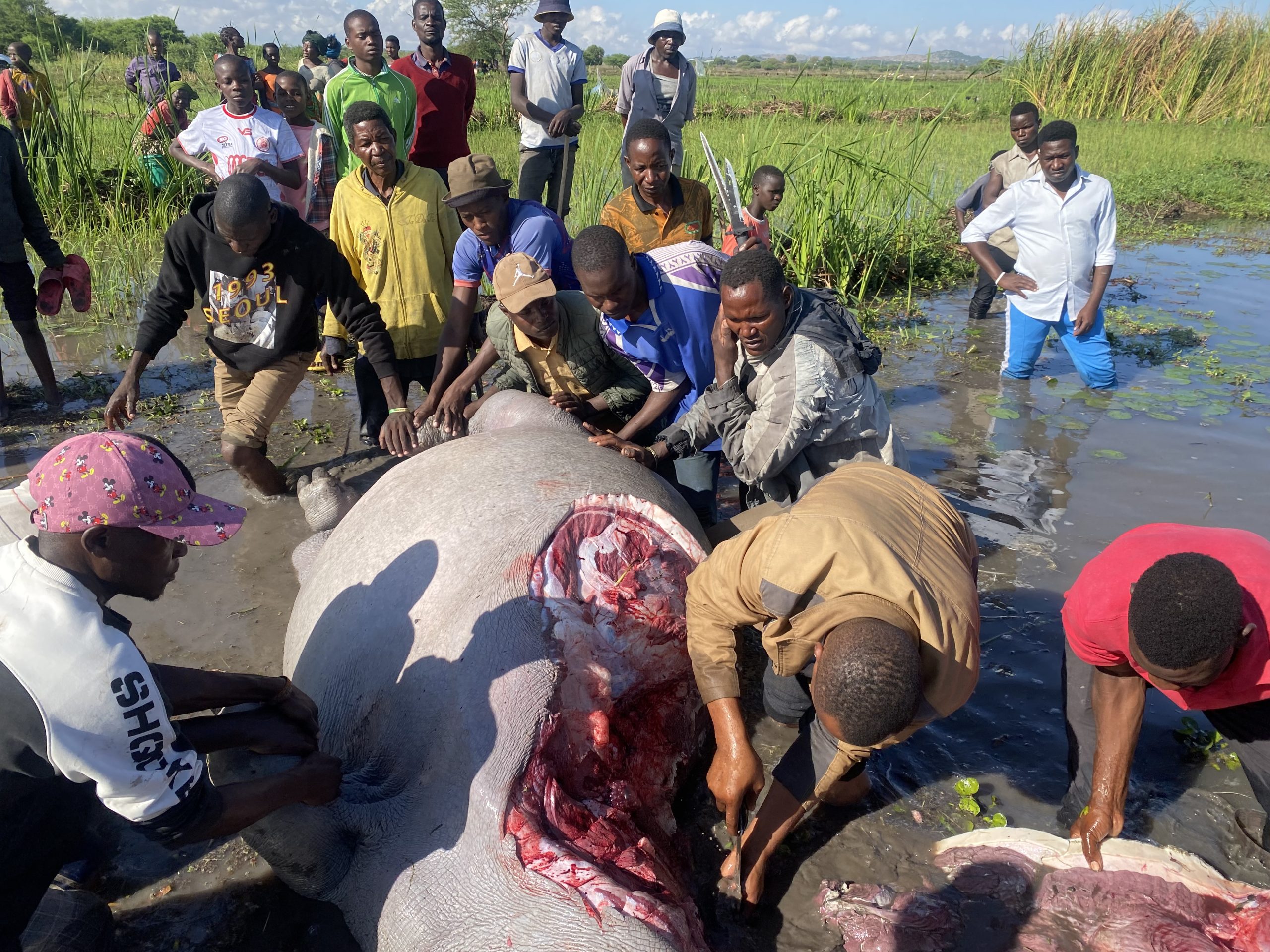 You are currently viewing Kiboko mharibifu wa mazao Magu auawa, wananchi wagawiwa nyama
