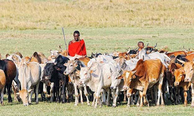 You are currently viewing Samia kukomesha migogoro wakulima, wafugaji Kilosa