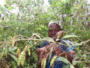 Read more about the article Samia: Wakulima wa mbaazi, choroko bei nzuri inakuja
